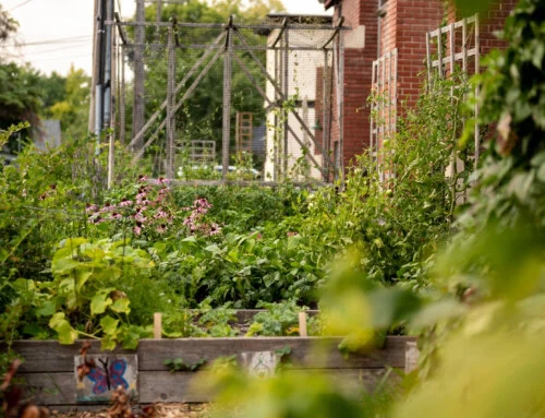 Growing Good Food: A WildRoots Summer Worker Story