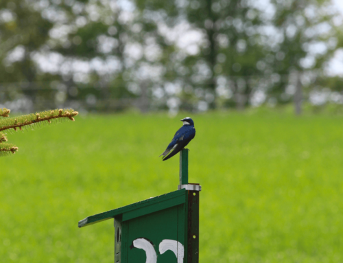Avian Insights & Grassroots Collaboration